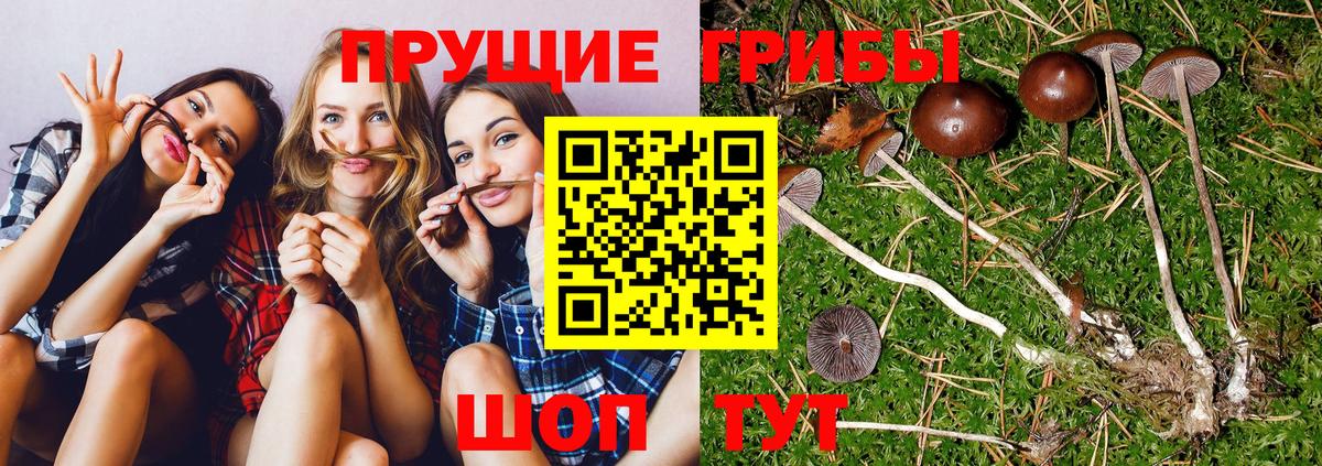 Галлюциногенные грибы GOLDEN TEACHER  Вход с VPN  Похвистнево  Галлюциногенные грибы Magic Shrooms 